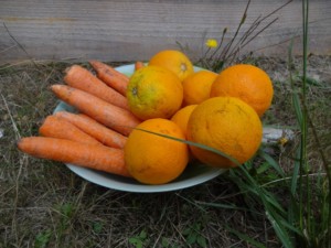 Orange carotte