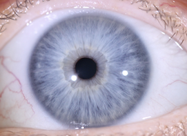 oeil-bleu